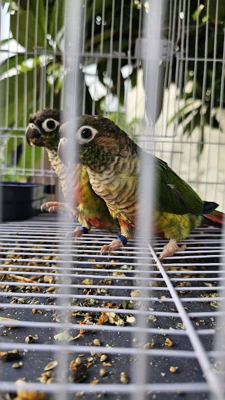 Green Cheeks Conures 0