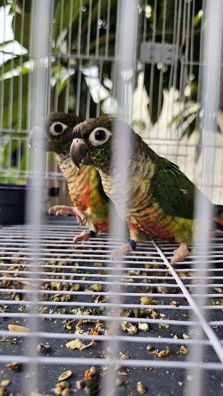 Green Cheeks Conures 1