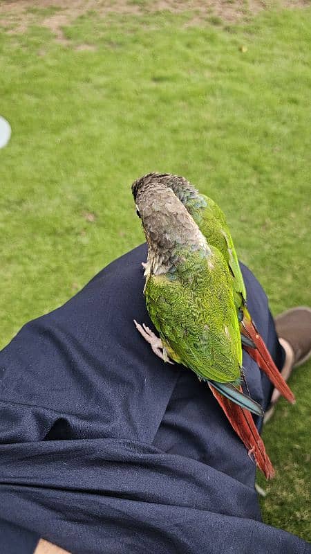 Green Cheeks Conures 2