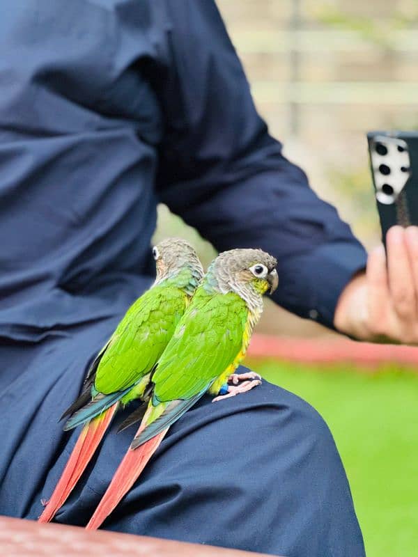 Green Cheeks Conures 3