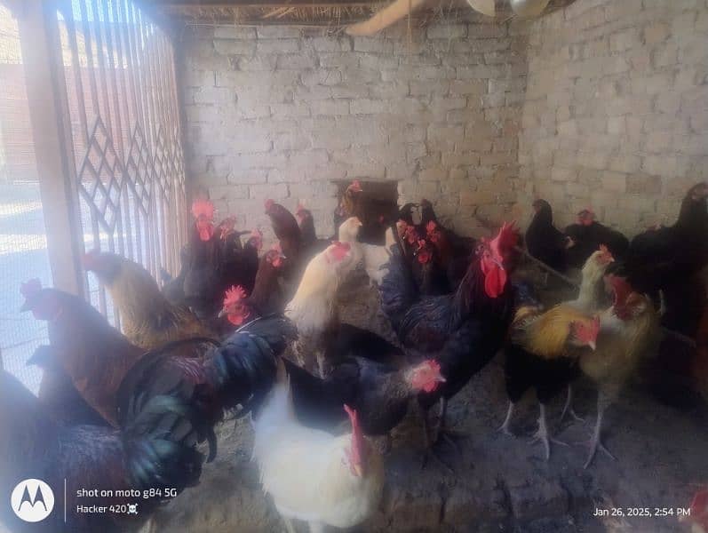 Golden misri hens for sale 0