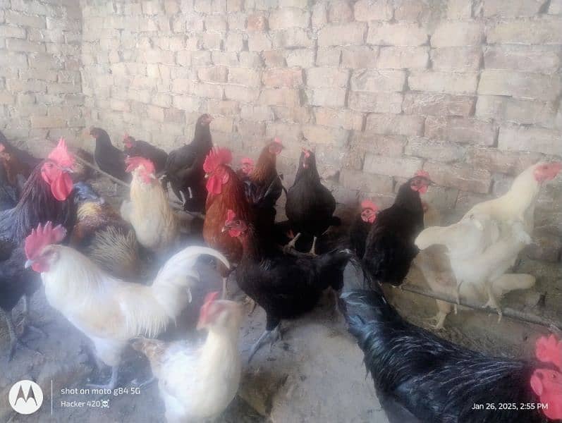 Golden misri hens for sale 1