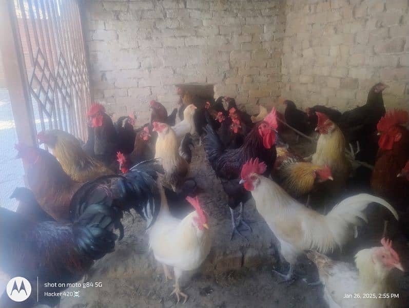 Golden misri hens for sale 2