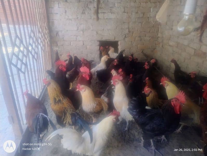 Golden misri hens for sale 3