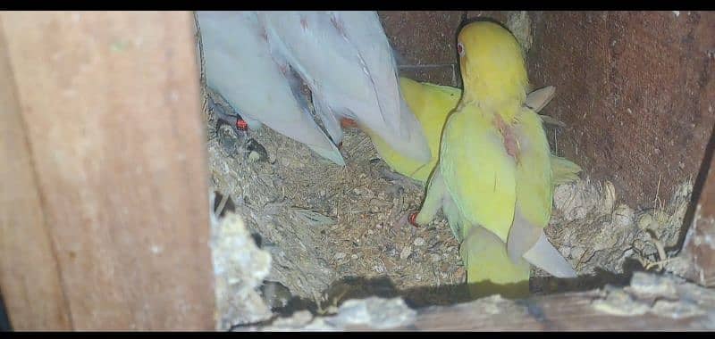 Love Bird breeding pairs 0