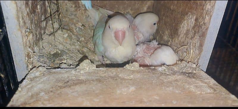 Love Bird breeding pairs 1