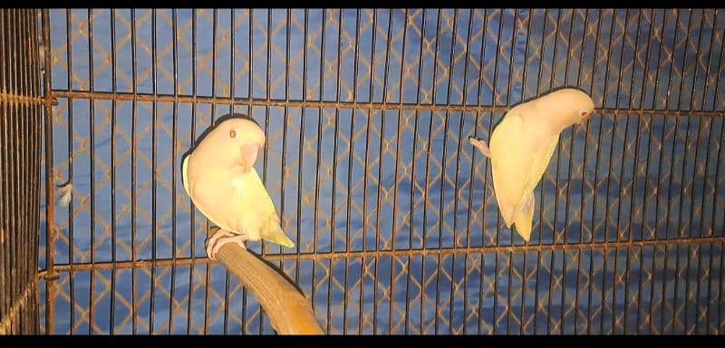 Love Bird breeding pairs 2