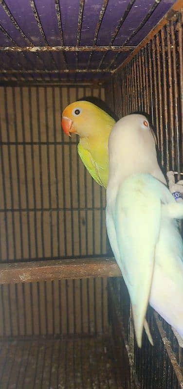 Love Bird breeding pairs 4