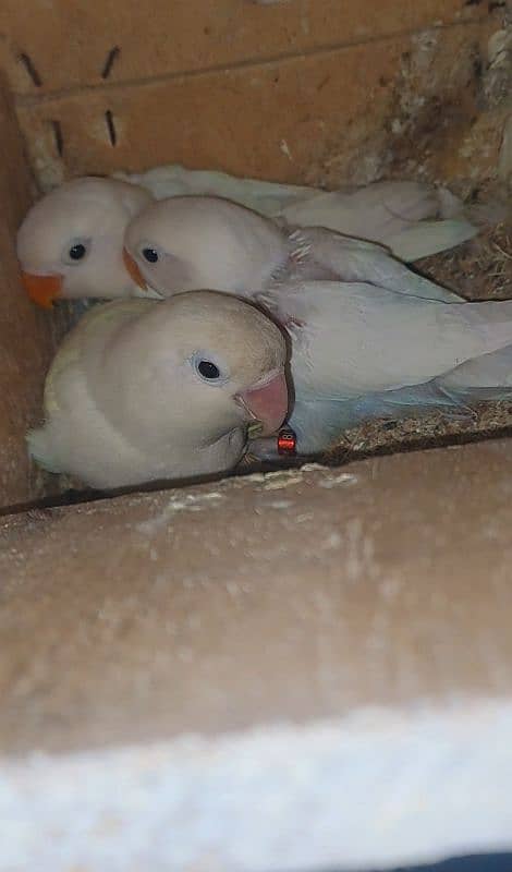 Love Bird breeding pairs 5