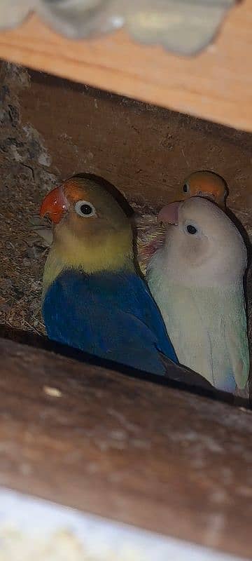 Love Bird breeding pairs 6