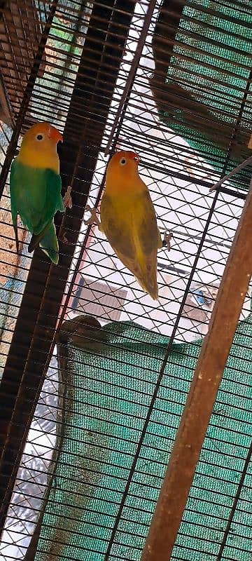 Love Bird breeding pairs 7