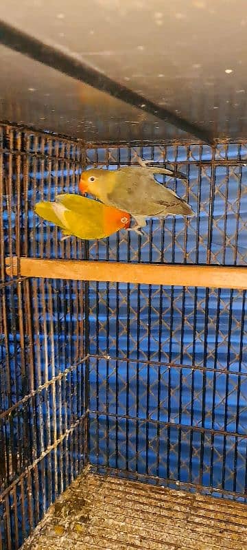 Love Bird breeding pairs 9