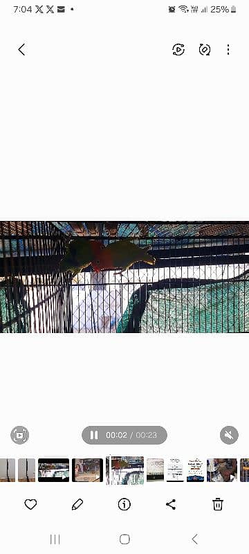 Love Bird breeding pairs 11