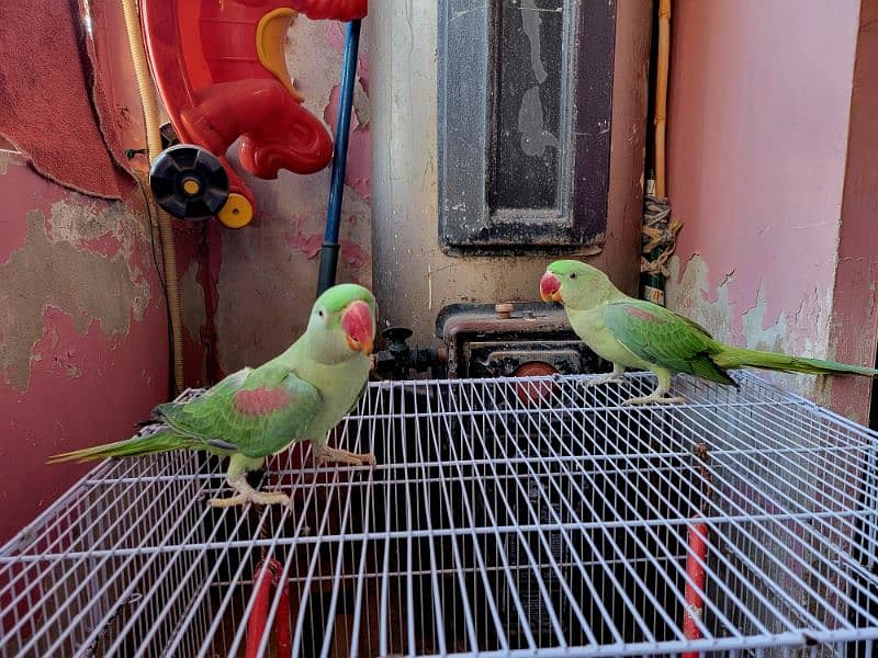 Talking Pair of Raw Parrots for Sell Age 8 months 0