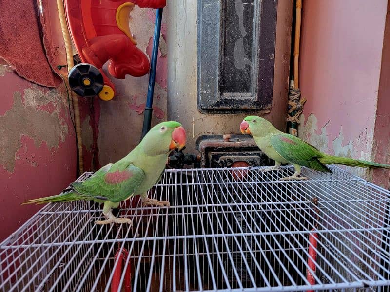 Talking Pair of Raw Parrots for Sell Age 8 months 1