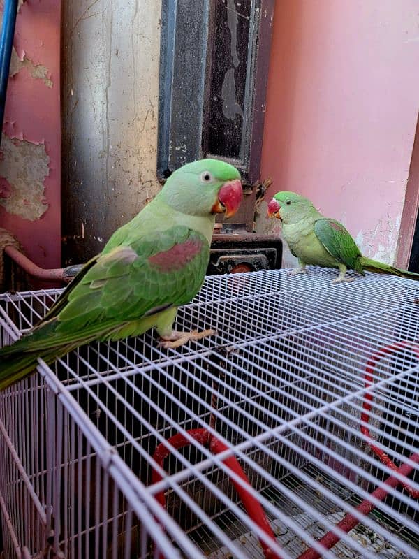 Talking Pair of Raw Parrots for Sell Age 8 months 2