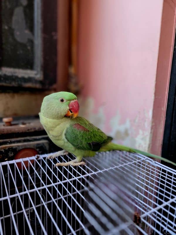 Talking Pair of Raw Parrots for Sell Age 8 months 3