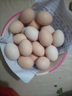 Desi Fertile Eggs