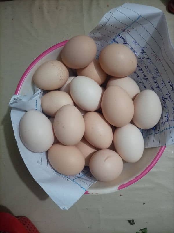 Desi Fertile Eggs 1