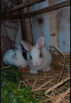 Australian rabbit