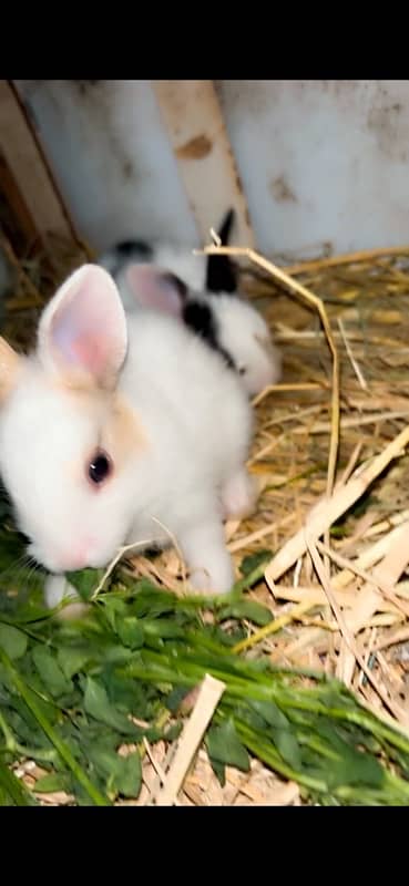 Australian rabbit 4