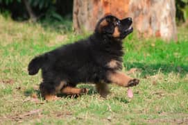 GERMAN SHEPHERD PEDIGREE FEMALE PUPPY