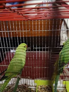 Green Parrots with cage