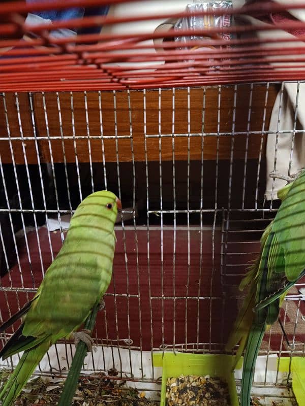 2 Green Parrot 0