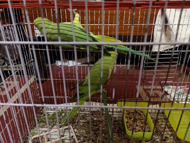 2 Green Parrot 1