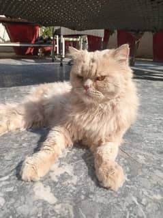 Persian cat male triple coat available