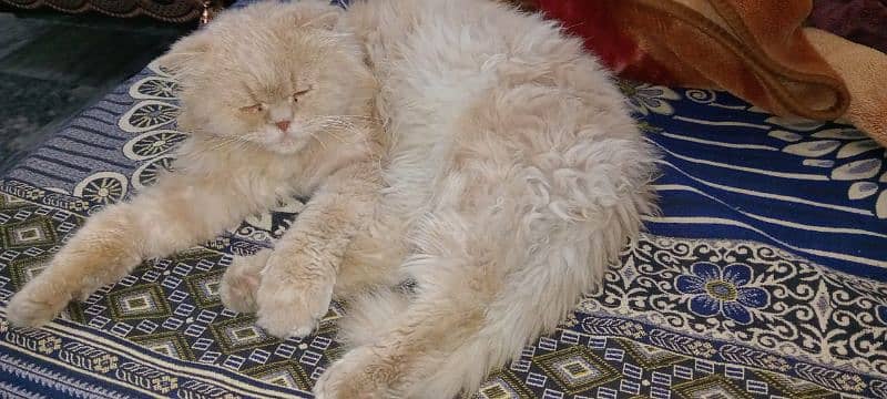 Persian cat male triple coat available 1