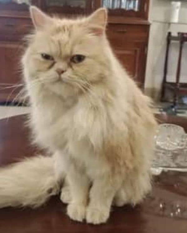 Persian cat male triple coat available 2