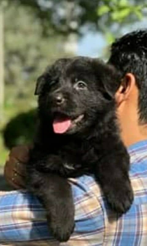 black german shepherd pappy full long cort 0