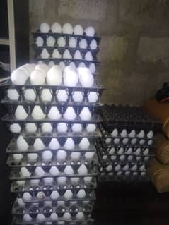 Whole sale Eggs 26/Jan/2025