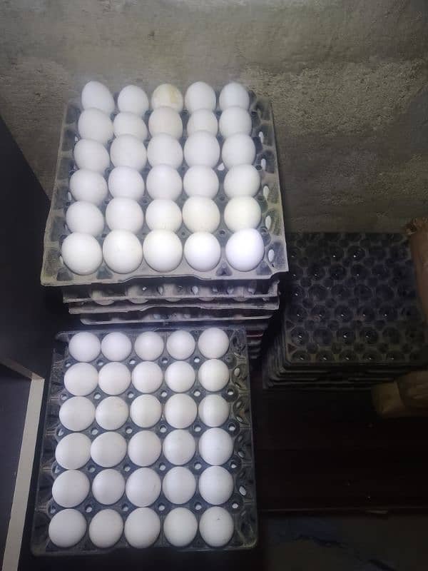 Whole sale Eggs 27/Jan/2025 1