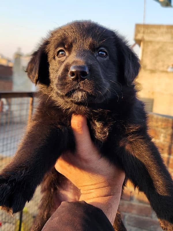 German Shepherd Puppies 40 Days Old 0