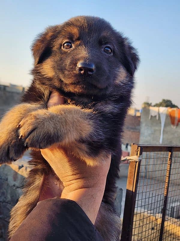 German Shepherd Puppies 40 Days Old 1