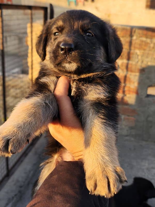 German Shepherd Puppies 40 Days Old 2