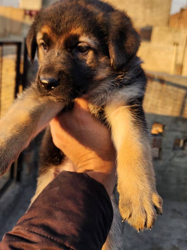 German Shepherd Puppies 40 Days Old 3