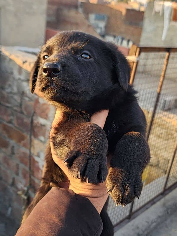 German Shepherd Puppies 40 Days Old 4