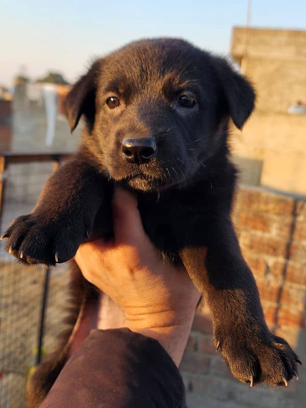 German Shepherd Puppies 40 Days Old 5