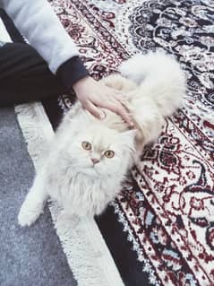 Persian