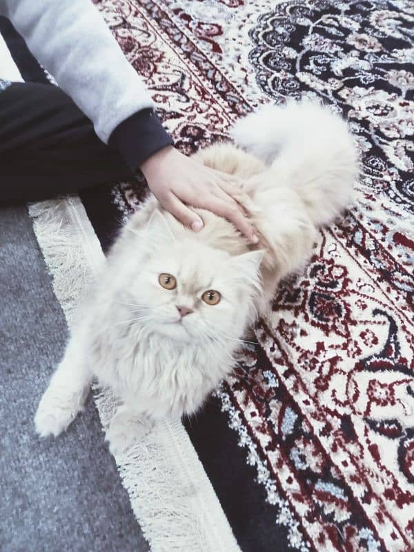 Persian cat fully active cat and play full age is 9months 0