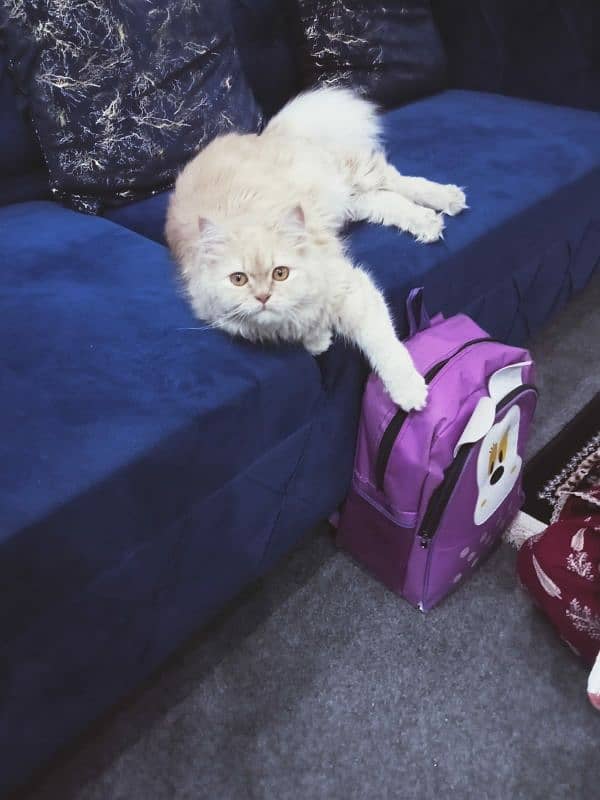 Persian cat fully active cat and play full age is 9months 1