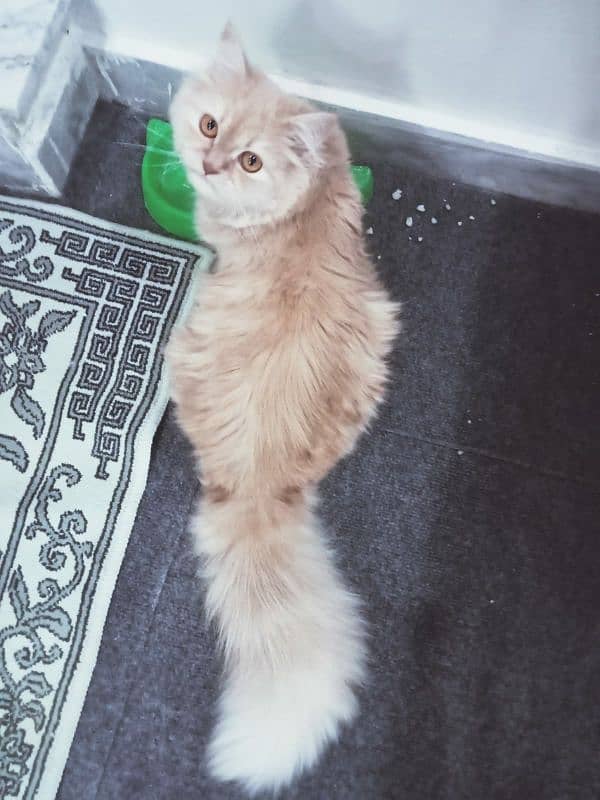 Persian cat fully active cat and play full age is 9months 2