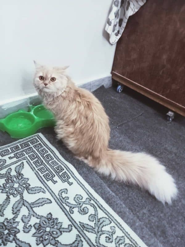 Persian cat fully active cat and play full age is 9months 3