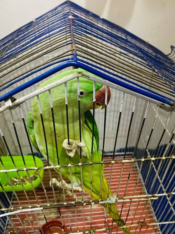 parrot 2