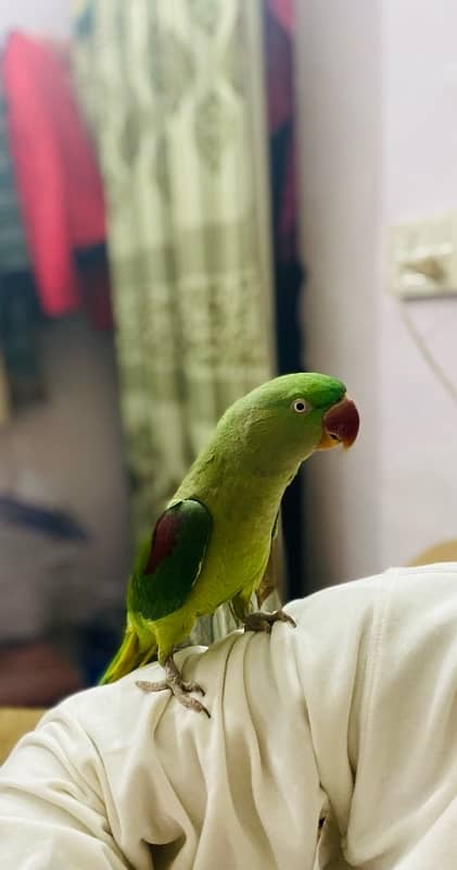 parrot 3