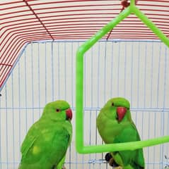 Ringneck green parrot Pair