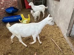 Gulabi teeda Goats